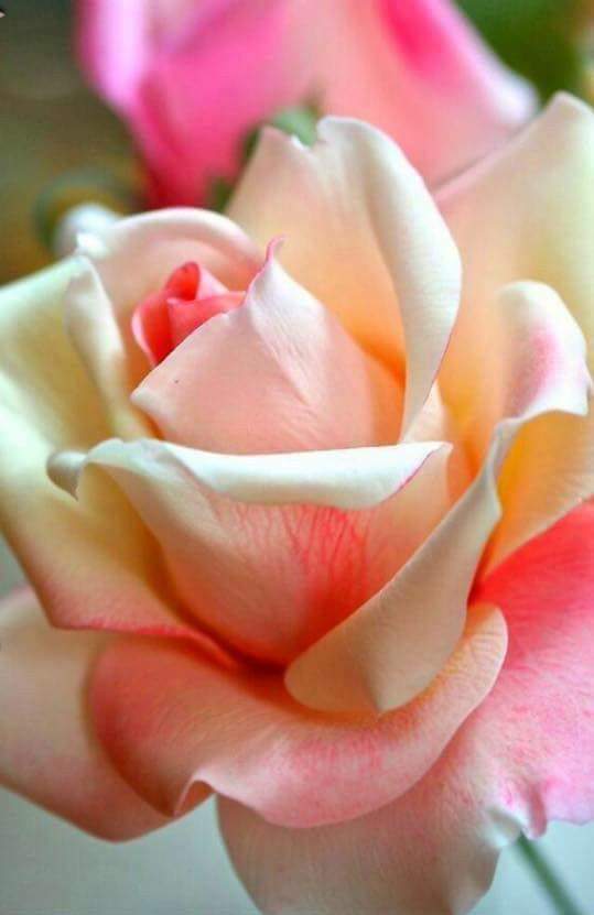 LỜI THƯƠNG CUỐI… LỜI THƯƠNG CUỐI…