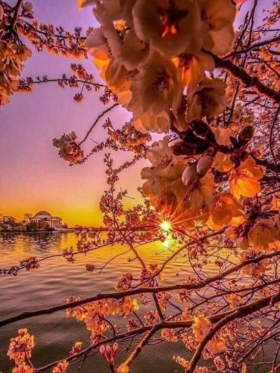 TÌNH ĐÃ DỞ DANG TÌNH ĐÃ DỞ DANG